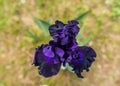 Beautiful garden and Iris Lilly  the Giardino delll`Iris in Florence Italy Royalty Free Stock Photo