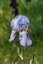 Beautiful garden and Iris Lilly  the Giardino delll`Iris in Florence Italy Royalty Free Stock Photo