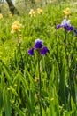 Beautiful garden and Iris Lilly  the Giardino delll`Iris in Florence Italy Royalty Free Stock Photo