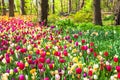 Beautiful garden in Keukenhof park, Holland Royalty Free Stock Photo