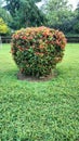 Beautiful Garden at the Konark Sun Temple Royalty Free Stock Photo