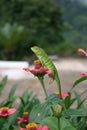 A Beautiful Garden Lizard Royalty Free Stock Photo