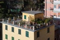 Beautiful garden made on the roof of house in Vernazza town, Italy