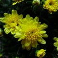 Beautiful Garden Mums Chelsey Yellow Chrysanthemum in Full Bloom Royalty Free Stock Photo