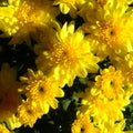 Beautiful Garden Mums Chelsey Yellow Chrysanthemum in Full Bloom Royalty Free Stock Photo