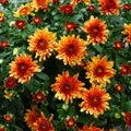 Beautiful Garden Mums Chrysanthemum in Full Bloom Royalty Free Stock Photo