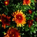 Beautiful Garden Mums Chrysanthemum in Full Bloom Royalty Free Stock Photo