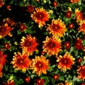 Beautiful Garden Mums  Chrysanthemum in Full Bloom Royalty Free Stock Photo