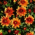 Beautiful Garden Mums  Chrysanthemum in Full Bloom Royalty Free Stock Photo