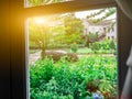 Beautiful garden Nature behind window lighting flare bright in the morning. White frame and dark handle. Look through the glass.