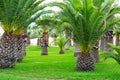 Beautiful garden with nice lawn and palms Royalty Free Stock Photo