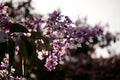 Beautiful garden with palm trees Plenty Pterocarpus Purple flower