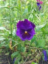 Beautiful garden pansy flowers. Royalty Free Stock Photo