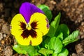 Beautiful garden pansy Viola wittrockiana flower closeup with colourful yellow and purple petals Royalty Free Stock Photo