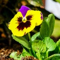 Beautiful garden pansy Viola wittrockiana flower closeup with colourful yellow and purple petals Royalty Free Stock Photo