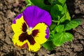 Beautiful garden pansy Viola wittrockiana flower closeup with colourful yellow and purple petals Royalty Free Stock Photo