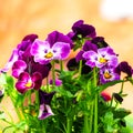 Beautiful garden pansy Viola wittrockiana flowers closeup with colourful purple violet petals Royalty Free Stock Photo