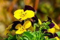 Beautiful garden pansy Viola wittrockiana flowers closeup with colourful yellow and brown petals Royalty Free Stock Photo