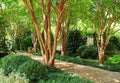 Beautiful garden path with dappled sunlight coming from crepe myrtle trees