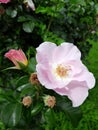 Beautiful garden pink rose close up outdoors