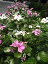 A beautiful garden of pink and white Periwinkle