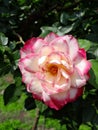 Beautiful garden pink and white rose close up Royalty Free Stock Photo