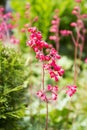 Beautiful garden plant with lots pink flowers