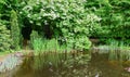 Beautiful garden pond with shore and stone fountain against background of evergreens and white flowers of blooming Viburnum opulus Royalty Free Stock Photo