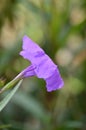 Purple flower. Ruellia tuberosa, minnieroot, fever root, snapdragon root and sheep potato