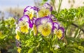 Beautiful garden purple-yellow-white Pansy flowers of the genus Viola