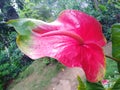 Beautiful garden red flowers in sri lanka