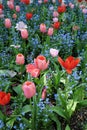 Beautiful garden red and pink tulips