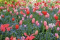 Beautiful garden red and pink tulips