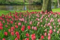 Beautiful garden with red, and pink tulips with their green leaves with a pond in the background on a wonderful and sunny day in Royalty Free Stock Photo