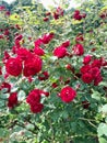 Beautiful garden red roses close up outdoors