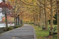 Autumn fall landscape road covered by yellow arch trees. Royalty Free Stock Photo