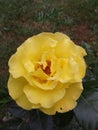 Yellow large garden rose ...