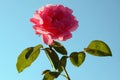 Pink rose against the clear blue sky