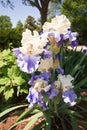 Stairway to Heaven Iris in landscape Royalty Free Stock Photo