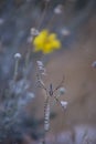 Beautiful Garden Spider with Web Detail Against Desert Soil and Yellow Flower Royalty Free Stock Photo