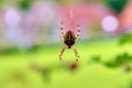 beautiful garden spider hanging in spiderweb