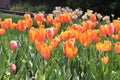 Beautiful Garden of Spring Tulip Blooms Royalty Free Stock Photo