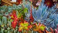 Beautiful garden with succulents of various colors among the colors red, yellow, green, blue, lush purple