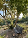 River Bush Willow (lat.- Combretum erythrophyllum