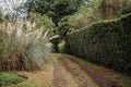 Beautiful garden with trimmed hedges and ornamental grass, with a dirt path