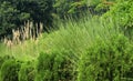 A beautiful garden view with ornamental grass plant.