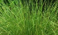 A beautiful garden view of ornamental grass plant.