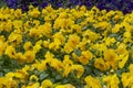 beautiful garden of violet and yellow african flowers Royalty Free Stock Photo