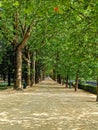 Beautiful garden with a walk path and lush green trees on both sides Royalty Free Stock Photo