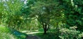 garden with walkways for walks and a lawn. Wide photo